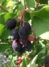 image (10)